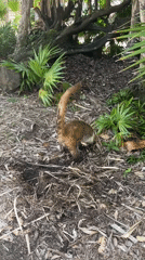 Coati spotted foraging in jungle near Playa del Carmen