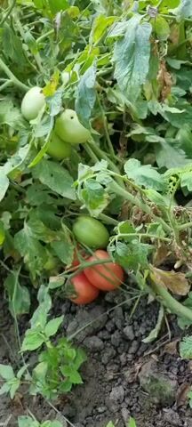 The video shows a close-up view of tomato plants in a garden. The plants have green and red tomatoes of various sizes growing on them. Some of the leaves appear to be dry and brown, suggesting the plants may be nearing the end of their growing season or are experiencing some stress. The ground around the plants is dark soil. The camera pans slightly, showing different sections of the plants and their fruit.