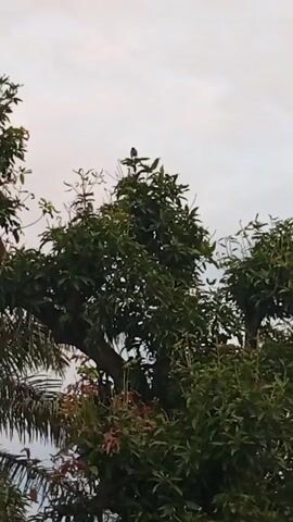 The video shows a close-up shot of a tree with lush green leaves against a cloudy sky. A small bird is perched on the topmost branch of the tree. The bird is dark in color and appears to be facing away from the camera. The tree branches are thick and spread out, with some smaller trees and foliage visible in the foreground and background. The lighting suggests it might be early morning or late afternoon, with the sky being overcast. The camera is still, focusing on the bird and the tree.