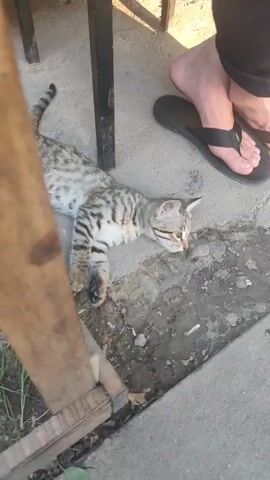 A tabby kitten is lying on the ground near a table leg and a wooden plank. A person's bare foot wearing a black flip-flop is visible to the right of the kitten. The kitten appears to be napping or resting. The ground is a mix of dirt and concrete. The lighting suggests an outdoor environment.