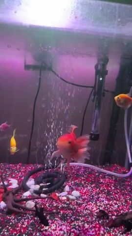 The video shows a rectangular fish tank with an air pump, heater, and filter visible inside. The tank is lit with a purple light and has a substrate of red, white, and black gravel. Several fish are swimming inside, including a large orange goldfish and smaller, colorful tetras, some of which are dyed pink and yellow. The tank also contains a small piece of driftwood and a black airline. The video captures the movement of the fish in their environment.