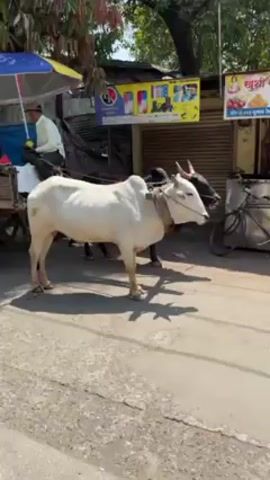 The video shows a street scene with a bullock cart carrying several people.  The cart is pulled by two bulls, one white and one black. A man in a red shirt walks along side the cart.  A man on a scooter in a yellow jacket drives by.  There are buildings and trees in the background. The scene is filmed during the day in an urban environment.