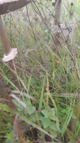 A pair of large, flat-topped mushrooms with brown centers and white, scaled caps are shown in a grassy area. A hand reaches out and gently touches the cap of one of the mushrooms. The mushrooms are growing in the wild, surrounded by green grass and dry stalks of other plants. The lighting suggests it is daytime.