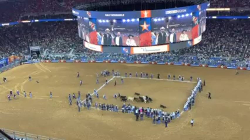 A large stadium is packed with spectators watching a calf scramble event in the center. In the dirt arena, a square is marked with white lines, and dozens of people stand along the square’s perimeter. Several calves are in the middle of the square, and the people start moving towards the center to catch a calf. An overhead video screen displays the words “CALF SCRAMBLE” and images of rodeo-related figures.