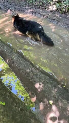 A German Shepherd dog stands in a muddy puddle with a fallen log in the foreground. The dog is mostly submerged in the murky water, with its hindquarters and tail visible. The dog turns its head to look back over its shoulder. The surrounding environment is wooded, with dappled sunlight filtering through the trees. The camera angle is high and looking down at the dog.