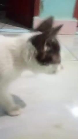 A short video clip shows a black and white cat walking across a tiled floor. The cat is mostly white with black patches on its back and head. The floor is made of light-colored tiles. In the background, there is a red door and a portion of a wall painted in light blue and pink. The video is shaky and the cat is slightly blurred, suggesting it is in motion.