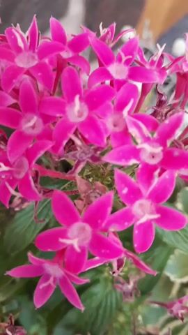 A close-up video captures a cluster of vibrant pink star-shaped flowers. The petals are delicate and tinged with white in the center. The flowers are in focus, while the background is blurred, suggesting a shallow depth of field. Hints of green leaves are visible beneath the blossoms, and the overall lighting appears to be natural, possibly sunlight. The scene is static, with no discernible movement or action. The video is a still shot, offering a detailed view of the floral arrangement.