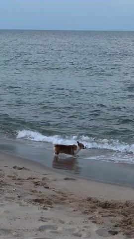 A dog is playing in the shallow water at the edge of a beach. The dog is light brown and white. There are two people in the ocean in the background. The sky is overcast.