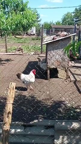 This media file shows a farmyard scene with several chickens and a rooster. The rooster, predominantly white with black tail feathers and a red comb, stands prominently in the foreground. It is facing towards the left of the frame, with its head slightly tilted. In the background, other chickens are gathered near a small wooden coop. The coop has a slanted roof where several birds are perched. The ground is dry and dusty, with scattered straw and leaves. A chain-link fence runs across the foreground, partially obscuring the view.

The setting appears to be a rural area, possibly a backyard or a small farm. Beyond the fence, there are trees and vegetation, suggesting an outdoor environment. In the distance, a small building or shed can be seen. The sky is blue with some scattered clouds, indicating a clear day. The lighting suggests it is daytime, likely late morning or early afternoon, given the shadows cast by the coop and the rooster. There is no visible text in the media file. The overall atmosphere is peaceful and rural, capturing a slice of everyday life on a farm.