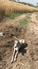 Rural livestock and working animals documented in agricultural setting