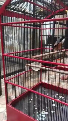 A bird is sitting on a perch inside a red cage. A person's hands are visible near the top of the cage. The bird then flies down from the perch and disappears from view.