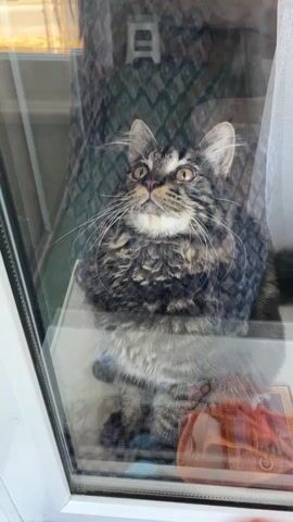 A cat sits on a windowsill behind a glass pane. The cat is looking up and to its left. The cat has tabby markings and a fluffy ruff around its neck. Behind the cat, a patterned curtain is visible.