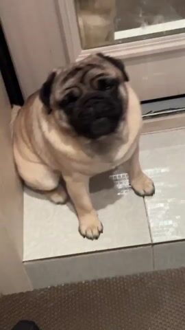 A pug is sitting on a tiled floor in front of a doorway, looking up at the camera with its mouth open as if barking or panting. The pug is fawn-colored with a black face mask and ears. The background is blurry but appears to be an interior setting with a reflective surface, possibly a door or mirror, in the upper portion of the frame. A darker area, possibly a rug or mat, is visible in the foreground.