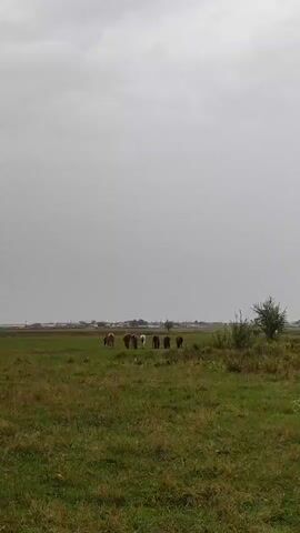 A herd of horses grazes in a grassy field under a cloudy sky. The horses are spread out across the field, with some standing still and others bending down to eat. A few trees are visible in the background, as well as a distant line of buildings. The overall mood of the video is calm and peaceful.