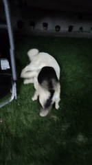 Backyard party in Gabrovo with fireworks, piñata, and dogs