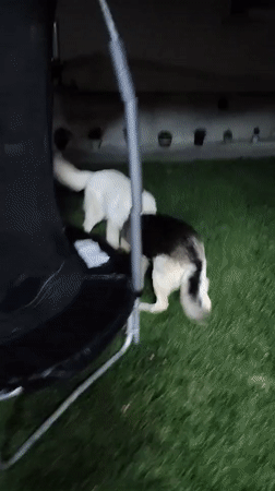Backyard party in Gabrovo with fireworks, piñata, and dogs