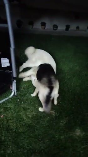 Backyard party in Gabrovo with fireworks, piñata, and dogs