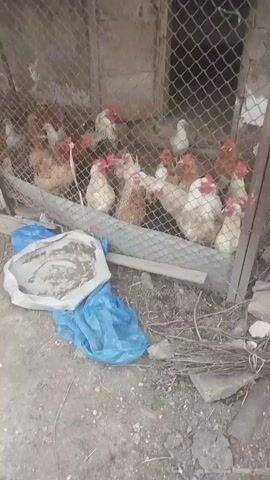 A flock of chickens is contained within a wire enclosure. Some of the chickens are white with red combs, while others are brown or speckled. A white plastic trough filled with a gritty substance, possibly dirt or feed, is placed on the ground outside the enclosure, partially covered by a blue plastic bag. The ground appears to be dirt with scattered dry leaves and twigs. In the background, a wooden structure and a metal fence are visible.