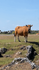 Person films brown cow in sunny field, Kuta Selatan