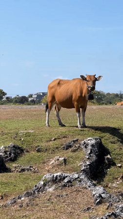Person films brown cow in sunny field, Kuta Selatan