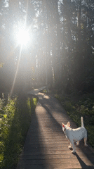 Lazy morning in Chaikovsky: forest walk and cat naps