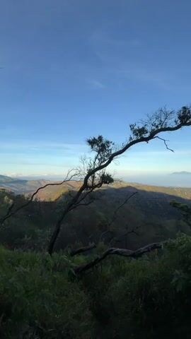 The video pans across a scenic view from a mountaintop. In the foreground, dark green foliage and the silhouette of gnarled tree branches are visible. The branches, some bare and others with sparse leaves, extend into the frame, obscuring parts of the background. Beyond the foreground, a vast landscape of rolling hills and valleys unfolds, bathed in the soft, warm light of either sunrise or sunset. The distant mountains are hazy and appear lighter in color, fading into the horizon. The sky is a clear, bright blue with a few faint clouds near the horizon, suggesting a clear day. The overall impression is one of natural beauty and tranquility. There are no people or animals visible in the video.