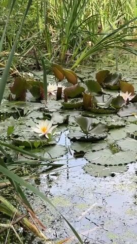A natural pond is filled with lily pads and several white water lilies. Tall green grass grows along the edges of the pond.
