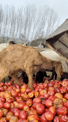 Farm animals and wildlife on a quiet Chilean afternoon