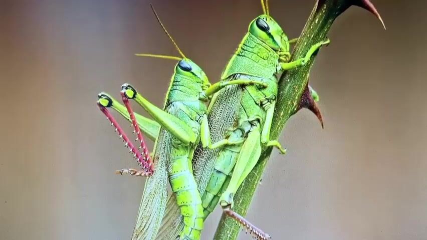 Two green grasshoppers are perched on a thorny branch. The grasshopper in the foreground is on the left, and the other grasshopper is on the right, positioned behind and slightly above it. Both grasshoppers are facing the same direction, with their bodies aligned along the branch. Their legs are gripping the branch tightly, and their antennae are extended. The branch has several sharp thorns, and the background is out of focus, appearing as a soft blur of brown and green hues. The lighting suggests it is daytime, and the image is a close-up shot, emphasizing the intricate details of the insects and their surroundings.
