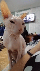 Sphynx cat at home in Zavodoukovsk, just hanging out