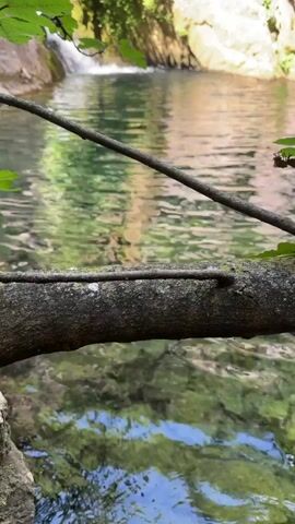 The video shows a clear, calm pool of water reflecting sunlight, fed by a small waterfall partially visible in the background. The pool is surrounded by rocky cliffs and vegetation. A tree branch, partially covered in lichen, stretches horizontally across the foreground, obscuring some of the view. The water is clear enough to see the bottom, which appears to be covered in rocks and submerged foliage.