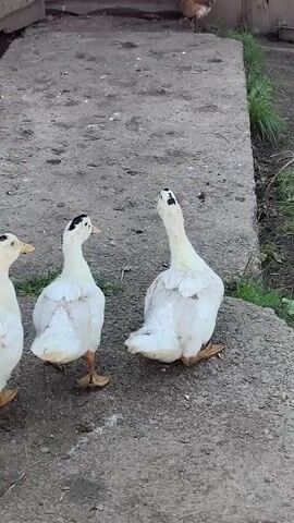 Three white ducks with black markings on their heads are in a yard. Two of the ducks are walking away from the camera, and one is facing the camera. The ducks are on a dirt path with some grass. In the background, there is a wooden fence and a building. A chicken is also visible in the distance.