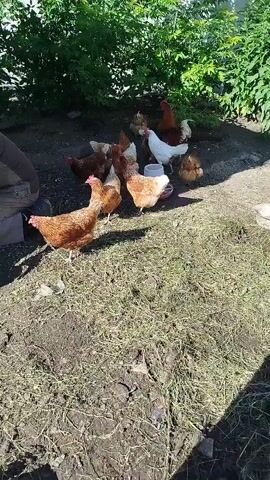 A flock of chickens is gathered near a white feeder in a sunlit outdoor area. The ground is covered with dirt and dry grass. In the foreground, a brown chicken is walking away from the viewer. A person's shadow is cast on the ground, suggesting they are standing to the left of the frame. Further back, a wooden fence runs along the right side of the image, and lush green foliage forms a backdrop. A brown chicken is visible near the fence, partially obscured by a vertical pole. The scene appears to be a farm or backyard setting.