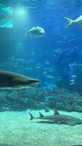 The video shows a large aquarium full of various marine life. A sand tiger shark swims horizontally across the frame from left to right. Above it, a yellow fish with a rounded body floats near the surface. Numerous smaller fish of different types swim in the background, creating a vibrant, bustling underwater scene.  The bottom of the aquarium is covered with sand and rocky structures. Sunlight filters down from above, illuminating the tank with a blue hue. Another shark-like creature is seen resting on the sandy bottom.