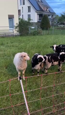 A video shows a flock of sheep in a grassy field at what appears to be dusk. One white sheep with a yellow ear tag stands prominently in the foreground on the left, looking directly at the camera. To its right and further back, a group of black and white spotted sheep are gathered, also observing the camera. Some of these sheep have white faces with black markings around their eyes. A red and white electric fence runs across the foreground, separating the viewer from the sheep. In the background, there are several houses, including a light-colored building, a white house with solar panels on its roof, and a small red house. The sky is a soft blue-gray, indicating late afternoon or early evening. The overall scene is peaceful and pastoral.