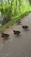Parks, waterfront, and streets across Copenhagen and Frederiksberg