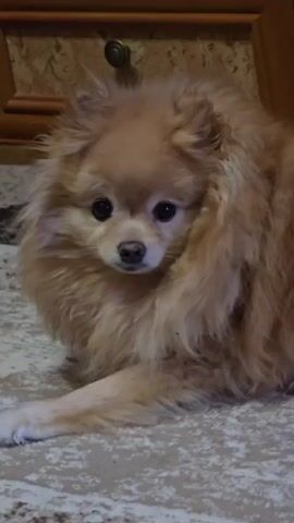A fluffy Pomeranian dog with light brown fur lies on a patterned rug. The dog's ears are perked, and it looks directly at the camera with dark eyes. Its front paws are extended forward, with one paw resting on the rug. In the background, a wooden cabinet with a drawer and a dark knob is visible. The lighting appears to be artificial, casting a soft glow on the scene.