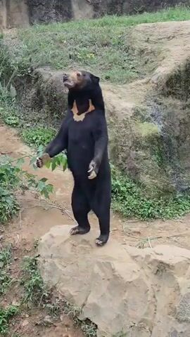 A sun bear stands upright on a light-colored rock, its black fur contrasting with a distinctive yellowish-orange patch on its chest. The bear's mouth is open, and its head is tilted slightly upwards and to the left, as if it is looking at something or calling out. Its front paws are held up, palms facing forward, with its claws visible. The bear is positioned on a rocky, slightly sloped terrain covered with green grass and some leafy plants. In the background, there is a large, moss-covered rock formation. The lighting suggests an outdoor environment, possibly a zoo enclosure, with the sun illuminating the scene. The camera is positioned at a slight upward angle, capturing the bear from its feet to its head.