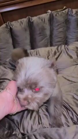 A person's hand with a bracelet gently pets a small, brown dog with a fluffy tail. The dog is lying on a dark, textured surface, possibly a bed or couch. The dog's eyes appear red due to the lighting or flash. The dog's tongue is slightly sticking out. The video shows a close-up of the dog and the interaction between the person and the animal.