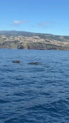 The video shows two pilot whales swimming in the ocean.  The whales are dark in color and appear to be moving at a leisurely pace. In the background, there is a coastline with buildings. The sky is blue with some clouds.