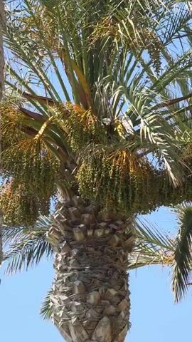 A video shows a close-up view of a palm tree with its fronds and clusters of green dates against a clear blue sky. The trunk of the palm tree is visible at the bottom of the frame. The dates are hanging in bunches from the branches.