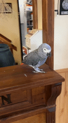 Pet parrot and cat photographed in Strelcha home
