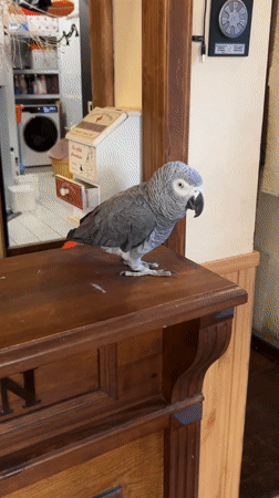 Pet parrot and cat photographed in Strelcha home
