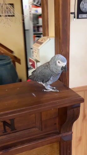 Pet parrot and cat photographed in Strelcha home