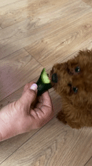 Pets explore home during nail care session in Sofia