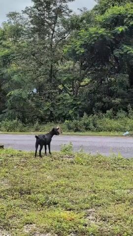A black goat stands on the side of a road, facing left. The goat is in the foreground, with a lush green forest in the background. The road appears wet, suggesting it may have rained recently. The goat is looking to its right, away from the camera, and its tail is raised. The sky is overcast, and the overall lighting is dim.