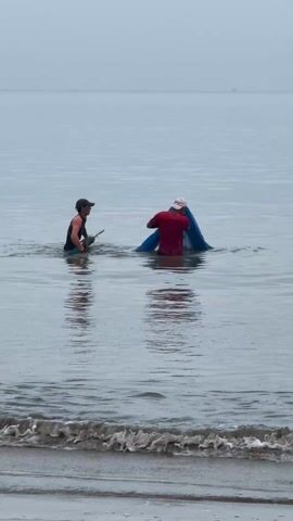 Two men stand in the ocean during the day. The man on the left wears a black tank top and a baseball cap. The man on the right wears a red shirt and a white baseball cap. The man in red seems to be entangled in a large blue net. The man in the tank top appears to be holding onto the net. The water is calm with small waves reaching the beach. The sky is overcast. A small boat is visible in the distance.
