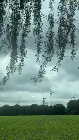 The video displays an outdoor landscape from a moving vehicle. In the foreground, a vast green field with visible crop rows stretches across the bottom third of the frame. A dark treeline spans the middle ground, partially obscuring several large white wind turbines with rotating blades, some behind the trees and some taller than the trees. Additional power line pylons are faintly visible behind the trees and turbines. Multiple black power lines extend horizontally across the top half of the grey, overcast sky. The overall color palette is dominated by greens, greys, and blacks.