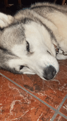 Husky dog rests on tiled floor in Budva