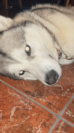 Husky dog rests on tiled floor in Budva